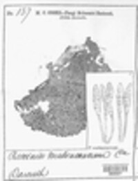 Puccinia malvacearum image